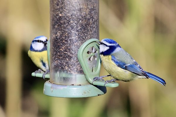 Bird Feeder Mounting Service in Merced