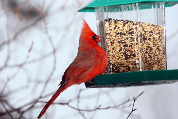 Bird Feeder Hanging in Merced